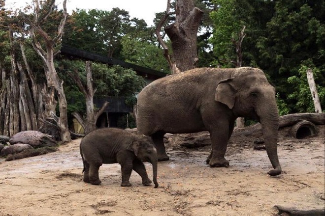 DierenPark Amersfoort